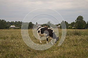 The cow is pasturing in the meadow of gold color. Early autumn