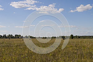 The cow is pasturing in the meadow of gold color. Early autumn