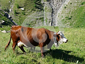 A cow pasturing in the mountain