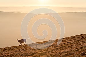 A cow pasturing on a mountain at sunset, with fog on the valley underneath