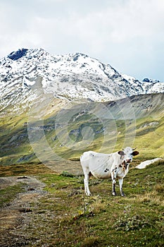 Cow pasturing in the mountains