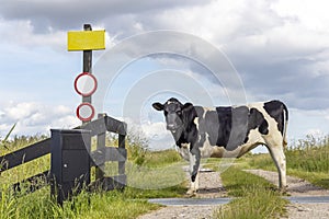 Cow on a path in a field black and white, a gate and traffic signs, heifer milk cattle, a blue sky