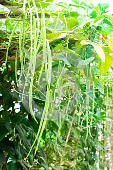 Cow-pea plants in the garden on a sunny day