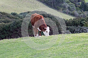 A cow peacefully grazing at green grass hill, Shakespear Regional Park, New Zealand