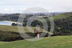 A cow peacefully grazing at green grass hill, Shakespear Regional Park, New Zealand