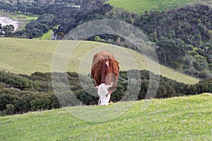 A cow peacefully grazing at green grass hill, Shakespear Regional Park, New Zealand