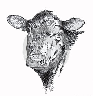 Cow pencil drawing photo