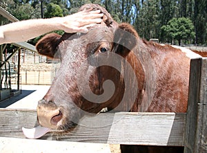 Cow petted