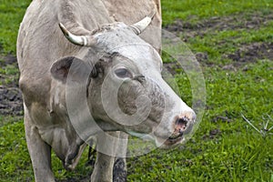 Cow photographed close up