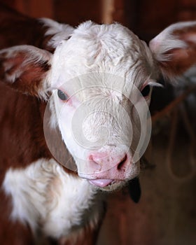 Cow with pink tongue (Calf)