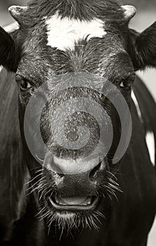 Cow portrait