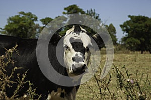 Cow portrait