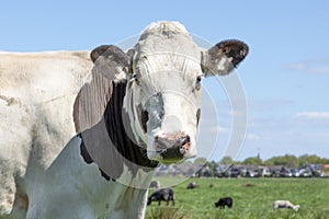 Cow portrait of a calm white and brown bovine, with pink nose