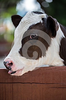 Cow Portrait, Close-up