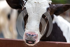 Cow Portrait, Close-up