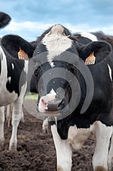 Cow portrait photo