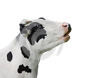 Cow portrait close up isolated on white. Funny cute black and white spotted cow head isolated on white. Farm animals