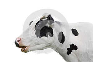 Cow portrait close up isolated on white. Funny cute black and white spotted cow head isolated on white. Farm animals