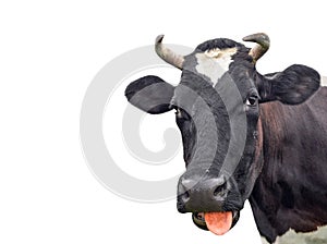 Cow portrait close up isolated on white. Funny cute black and white spotted cow head isolated on white. Farm animals