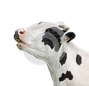 Cow portrait close up isolated on white. Funny cute black and white spotted cow head isolated on white. Farm animals