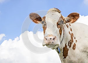 Cow portrait, a cute and calm red one, white blaze and pink nose and a friendly softy expression