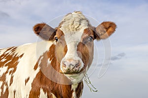 Cow portrait, a cute red bovine, white blaze, pink nose and looking friendly, chewing blades of grass photo