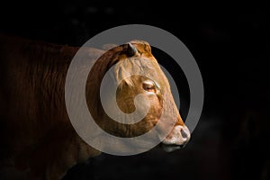 Cow studio portrait