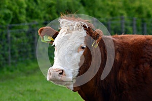 Cow portrait in field ear tags blanked out