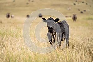 cow portrait in a field on a farm in summer