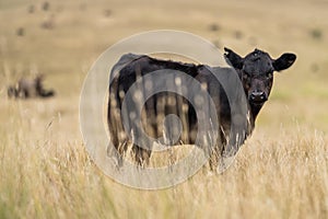 cow portrait in a field on a farm in summer