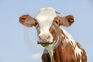 Cow portrait with flies, a cute and calm red bovine, with white blaze, pink nose and friendly and calm expression, adorable furry