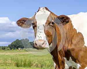 Cow portrait with flies, a cute and young red one, looking friendly at the camera