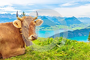 Cow Portrait with horns in Mount Rigi