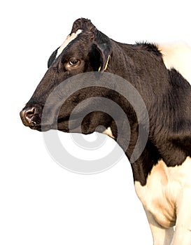 Cow Portrait On Isolated White Background