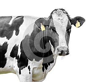 Cow Portrait On Isolated White Background