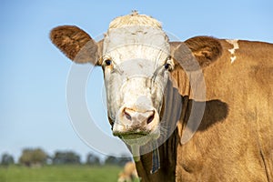 Cow portrait of a calm red bovine, with white face, pink nose and friendly and calm expression, a sky background photo