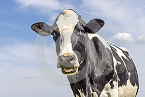 Cow portrait mooing, a cute chewing one, with white blaze and black nose and friendly looking in front of  a blue sky