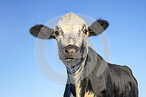 Cow portrait, mottled black and white, black nose and friendly expression, funny cute face, blue background