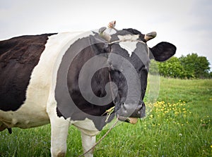 Cow portrait in a pasture. Cow on the background of green field. Beautiful funny cow on cow farm grazing on the field