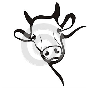 Cow portrait in simple lines