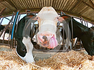 Cow portrait with the tonge out in a stable. Livestock and farming concept with milk production. Empty copy space photo