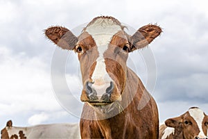 Cow portrait, wet by rain, a cute red one, with white blaze and pink nose and friendly expression