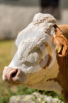 Portrait of a White and Brown Cow
