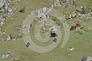 Cow posing on the grass land