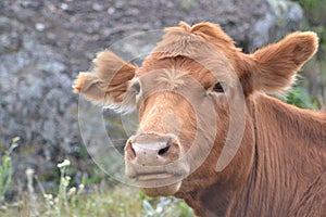 Cow posing on the grass land