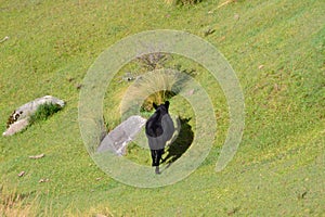 Cow posing on the grass land