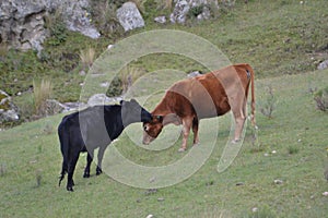 Cow posing on the grass land
