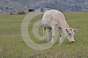 Cow posing on the grass land