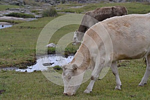 Cow posing on the grass land
