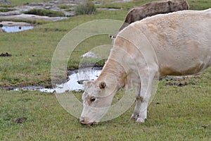 Cow posing on the grass land